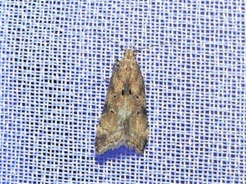 Brachmia blandella